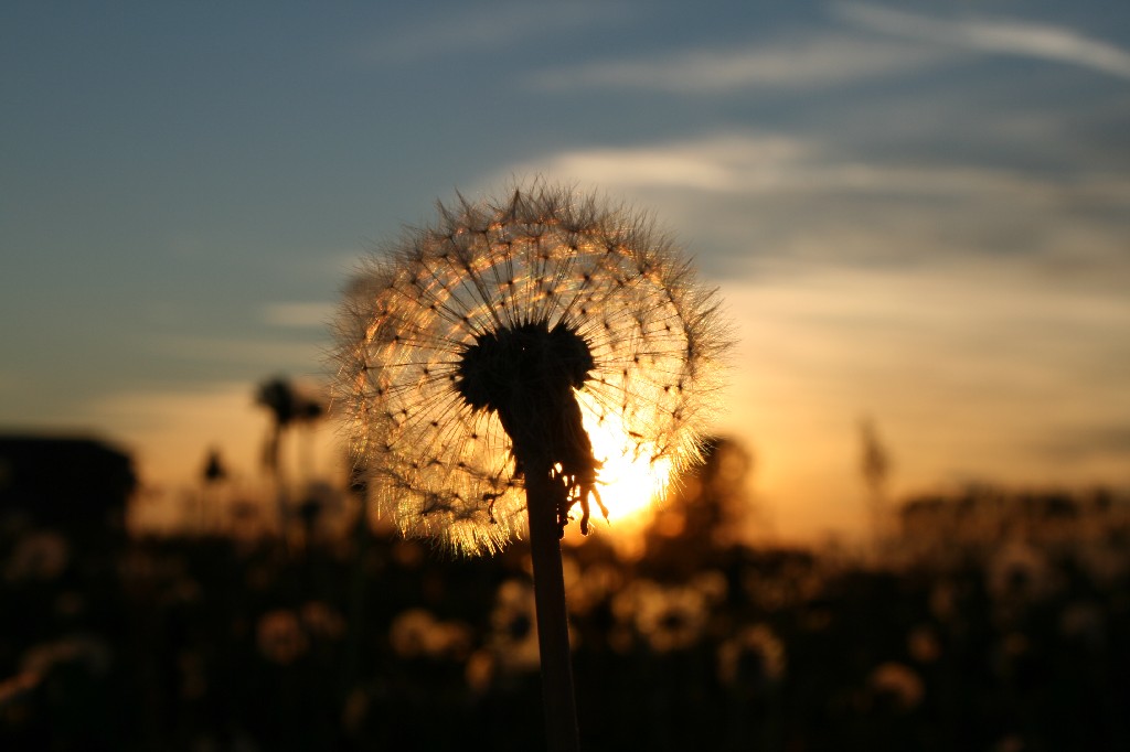 soffione al tramonto...