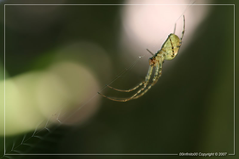 :: Tra luci ed ombre...