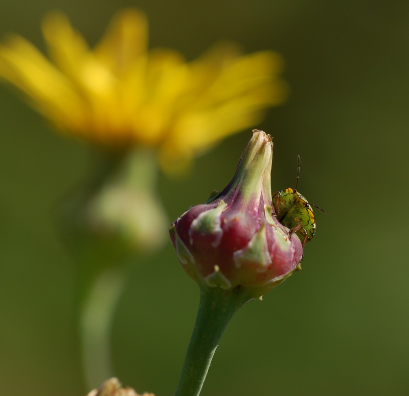 Ma cosa guardi...!?!