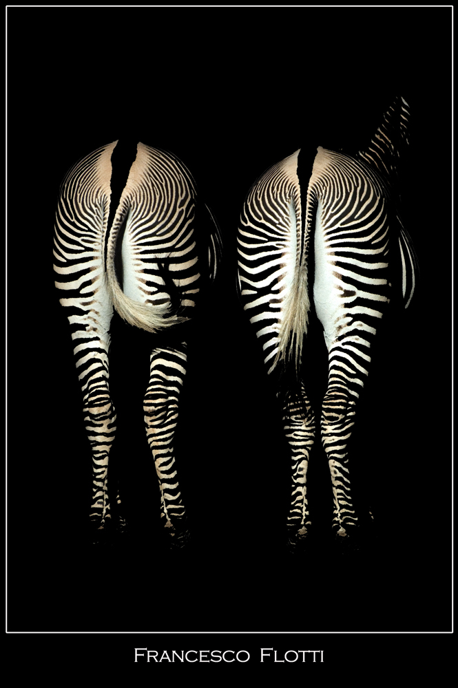 Zebre