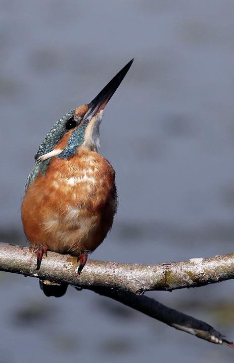 Renzo-Che uccello �...