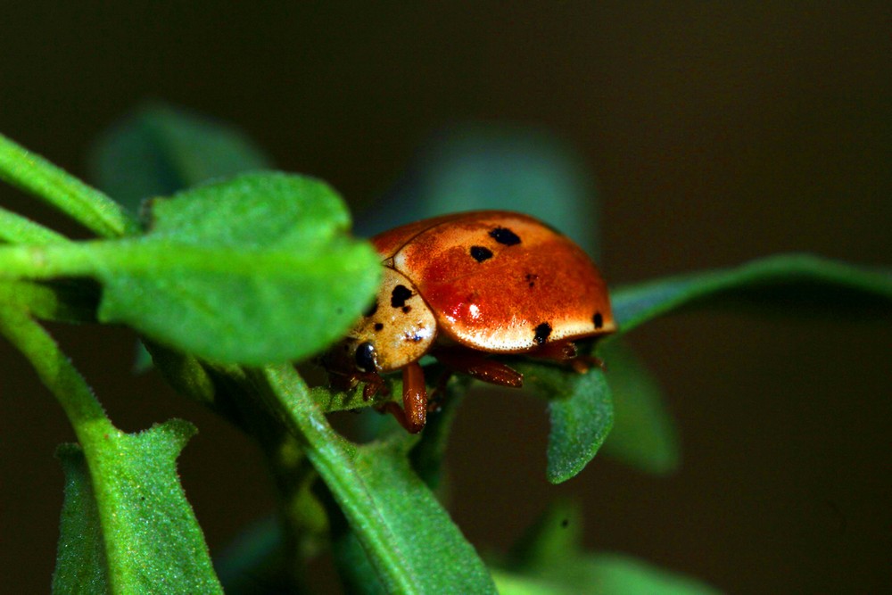 Coccinella