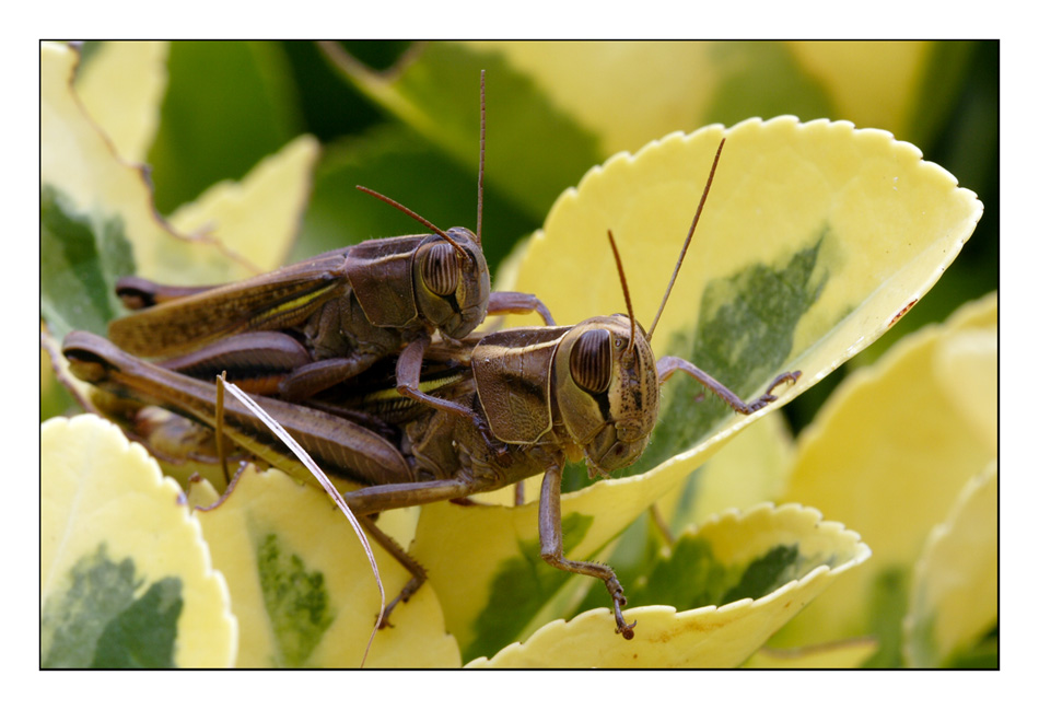 Cavallette in Amore.......