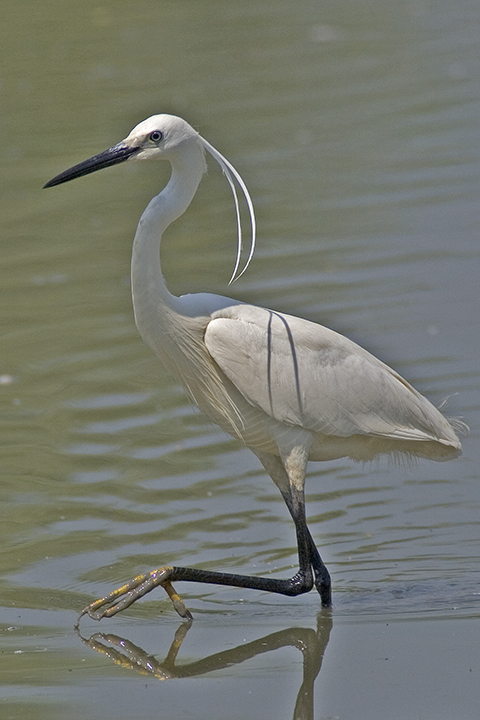 garzetta a passo d'oca