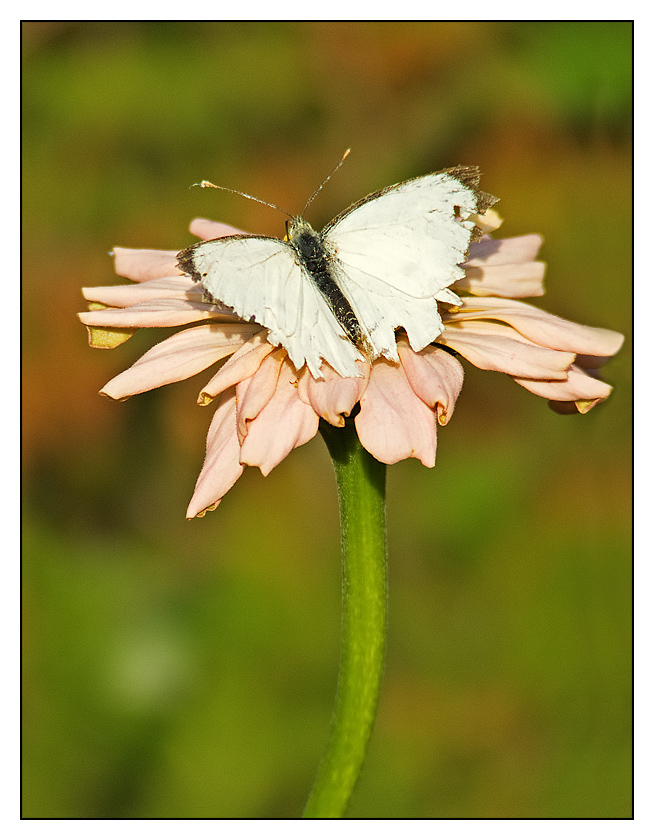 farfalla (pieris spp.)