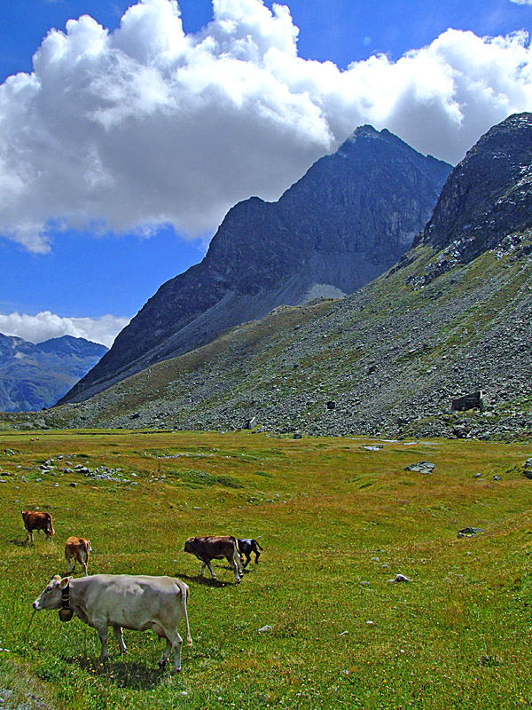 Al pascolo in alta quota..