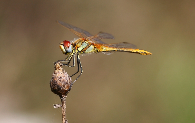 Libellula