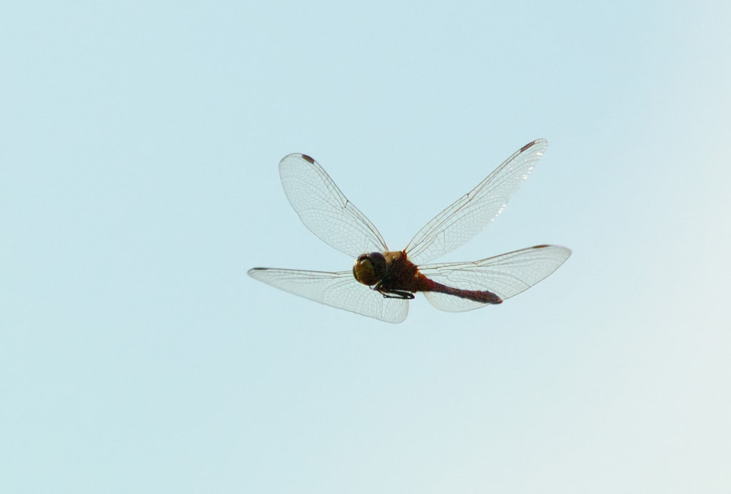 Libellula in volo