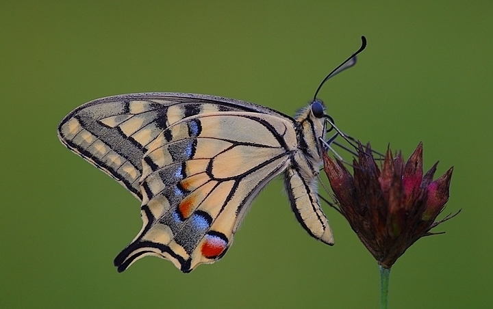 The king of kings ......