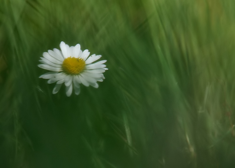 maf perfetta, no, grazie!