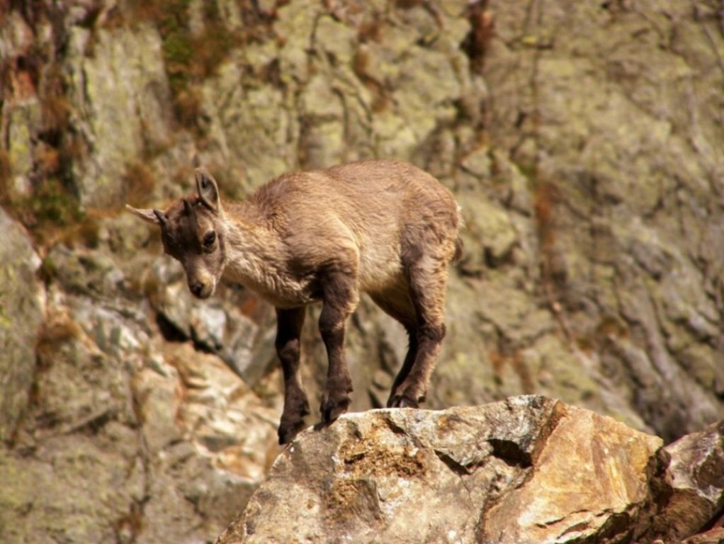 cucciolo di stambecco