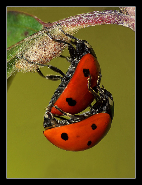 Coccinelle