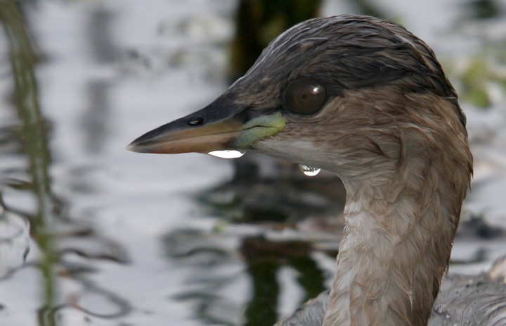 Renzo-tuffetto ritratto
