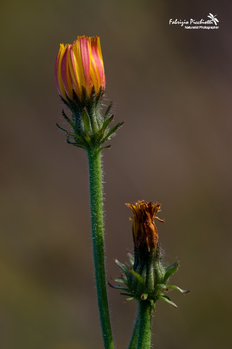 Manca la cornicetta ma... i colori ci sono tutti !