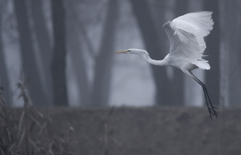 Renzo-Airone bianco maggiore nella nebbia