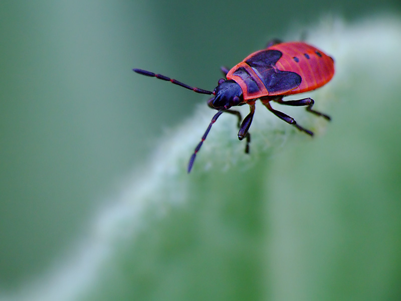 A passeggio su nuvole verdi