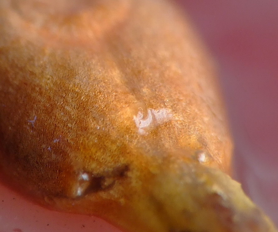 chicco d'uva supermacro