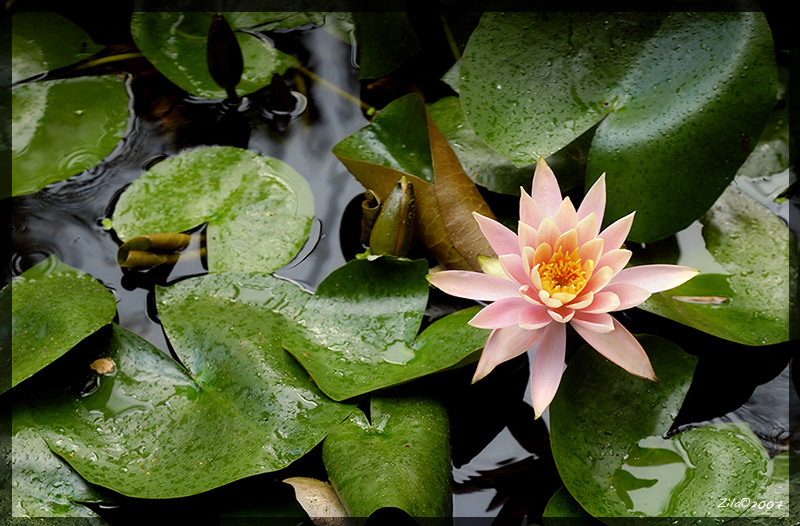 ninfea .. sotto la pioggia