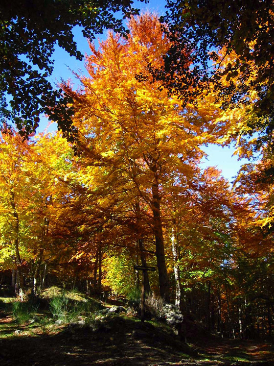 Colori d'Autunno in Sila