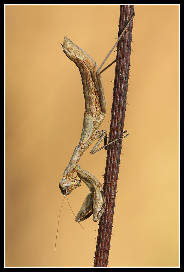 Ameles decolor al sole