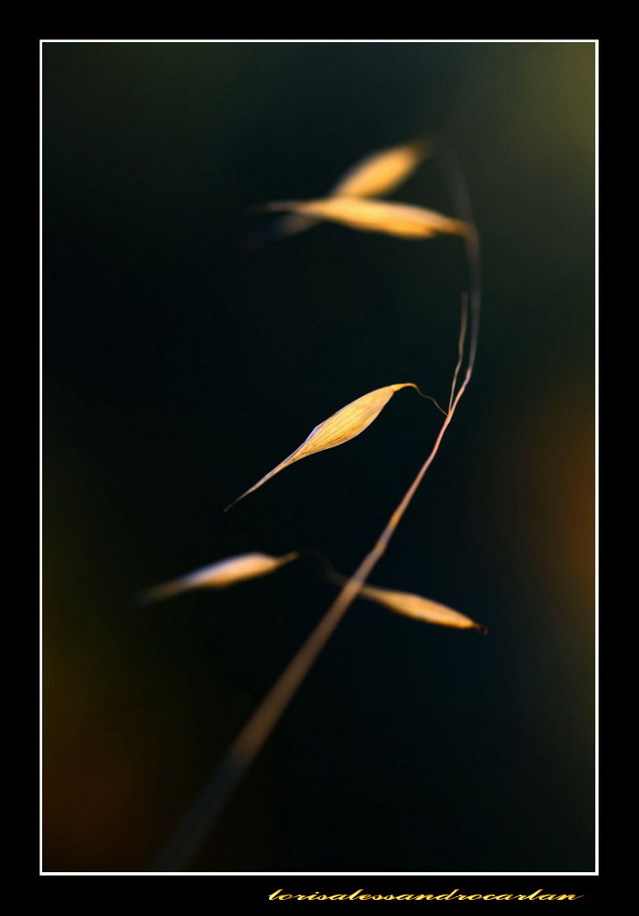 ultimo raggio di sole