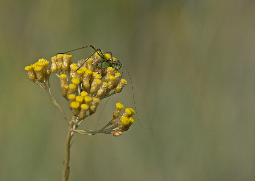 - - Un Piccolo Grillo - -