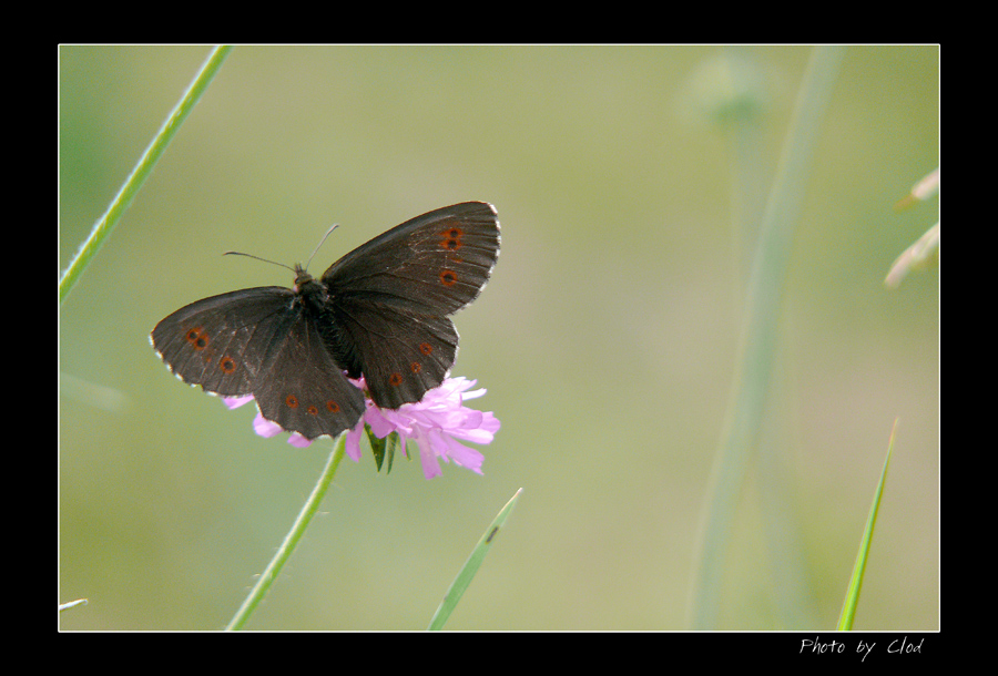 BLACK BUTTERFLY 1