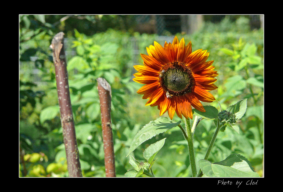GIRASOLE IN GIARDINO