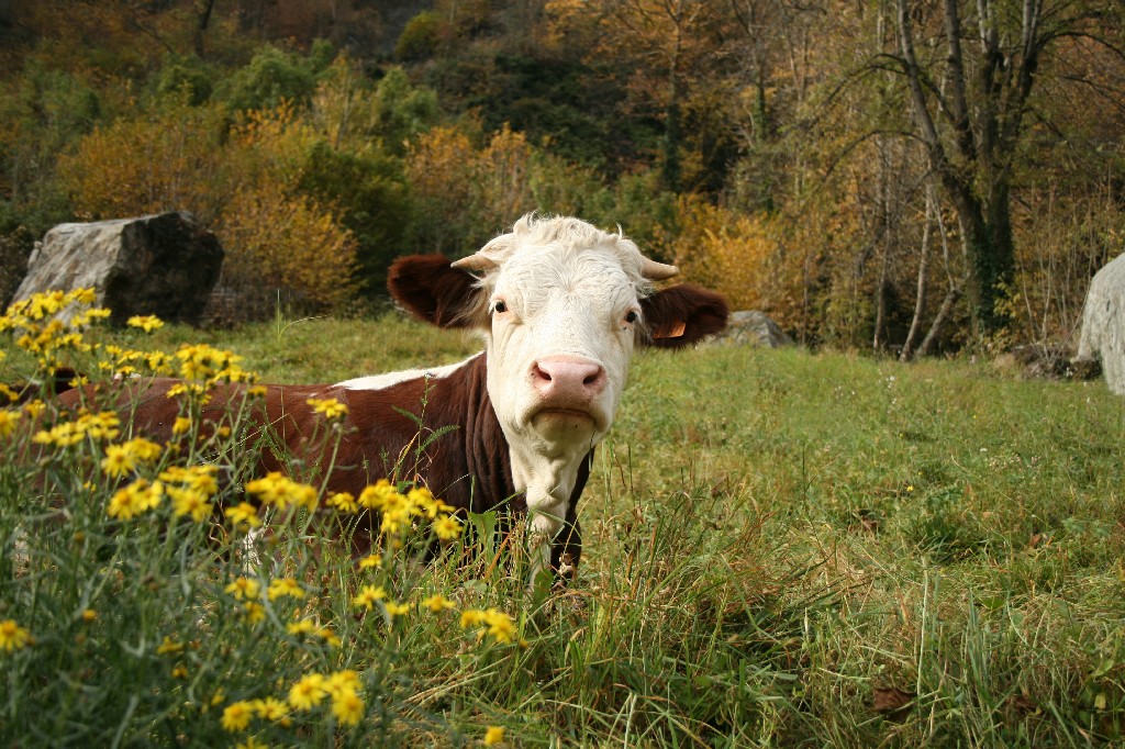 gli affari tuoi mai ne?