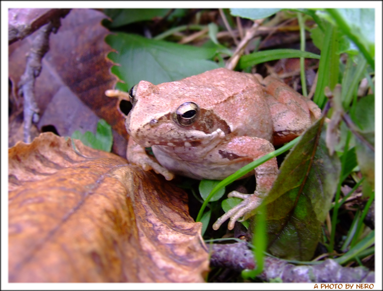 Il richiamo dell'Autunno