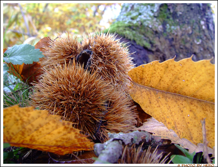 Il richiamo dell'Autunno 3