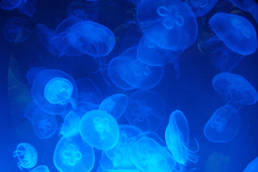jellyfish