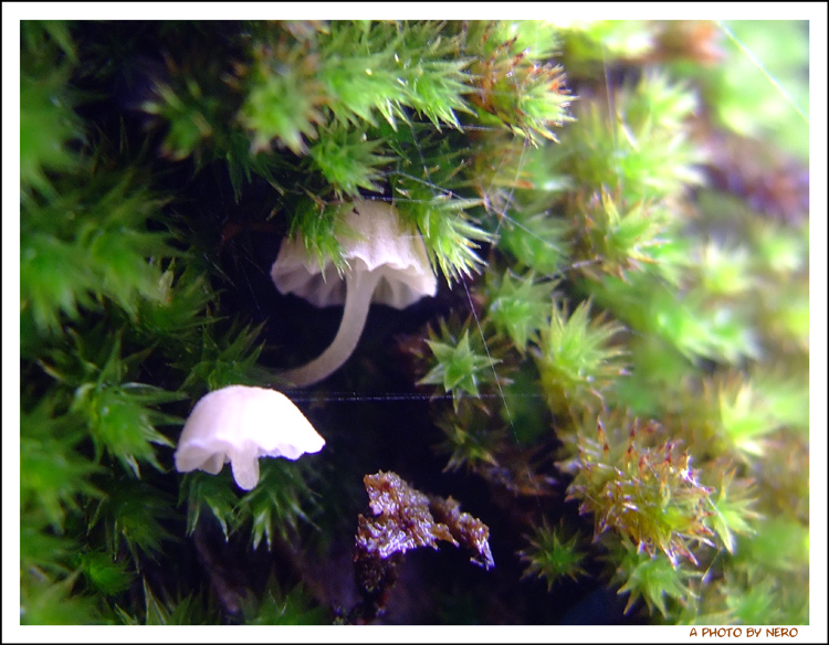 Il richiamo dell'Autunno 4