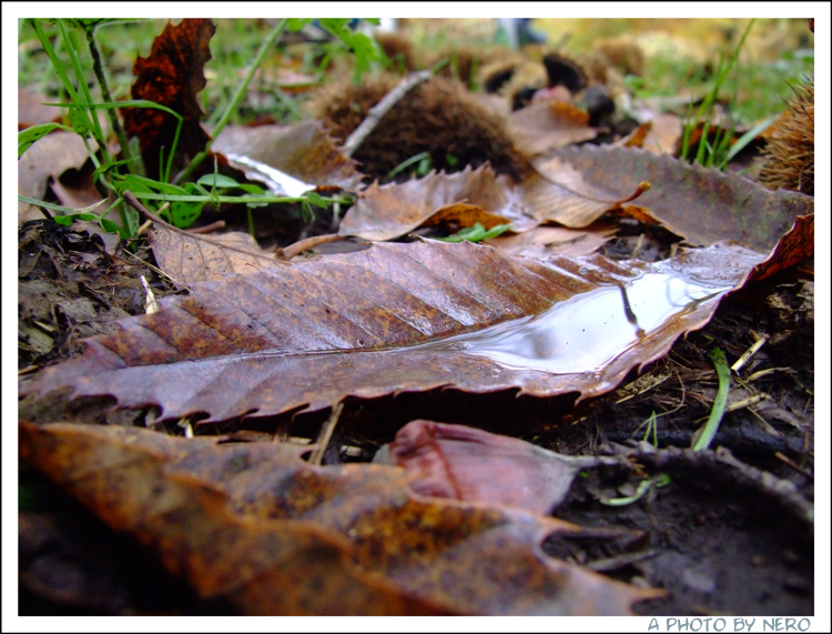 Colori dell'Autunno 3