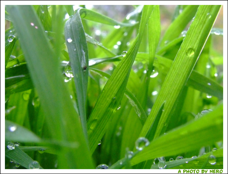 Drops on the Grass