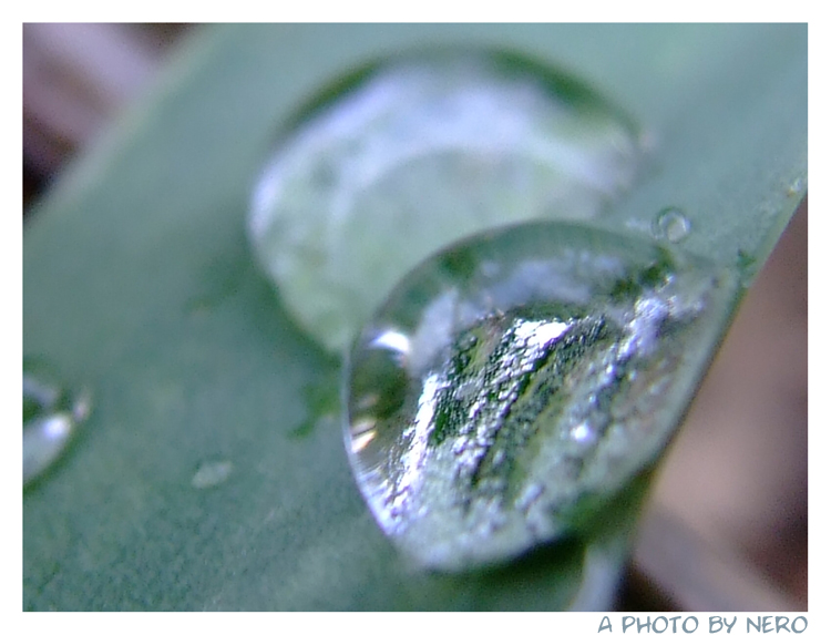Drops on the Grass 4