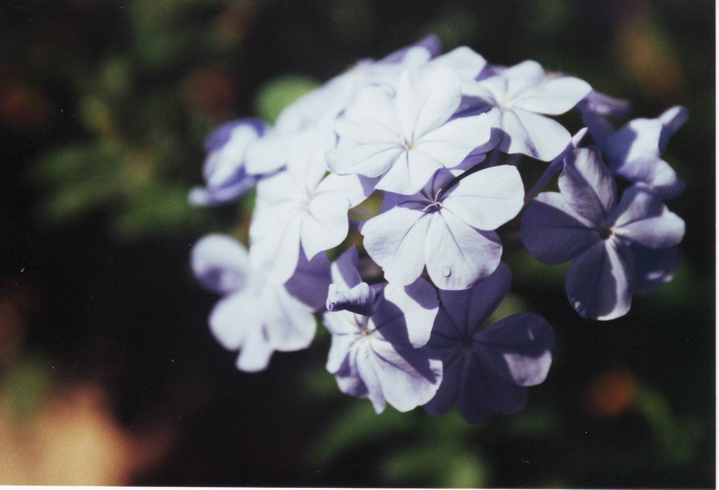 Gardenia (scanner)