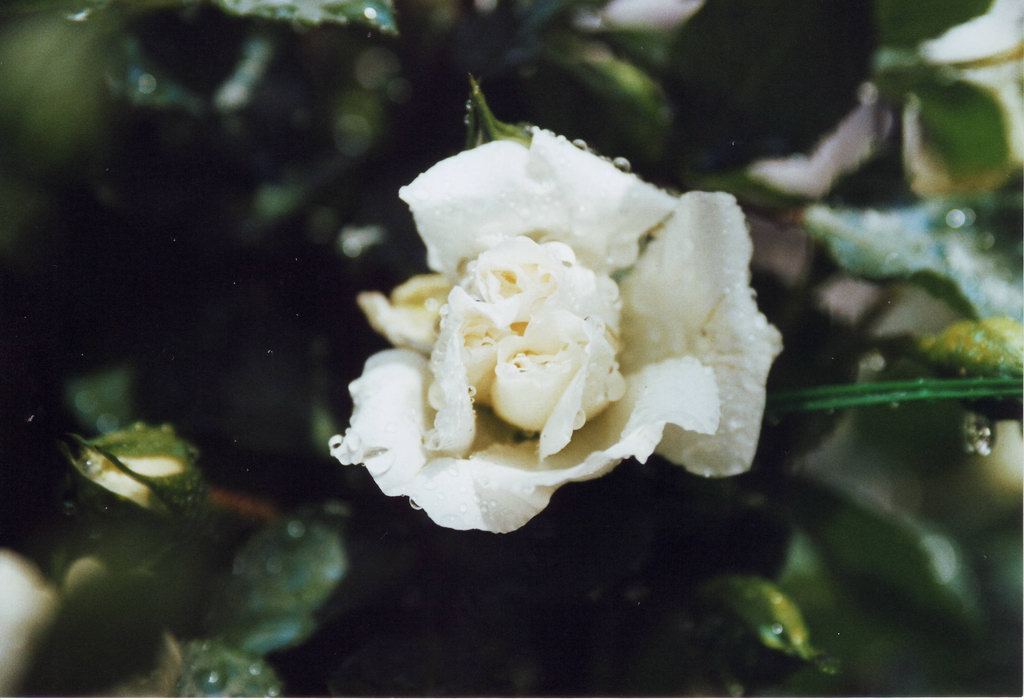 Macro rosa (scanner)