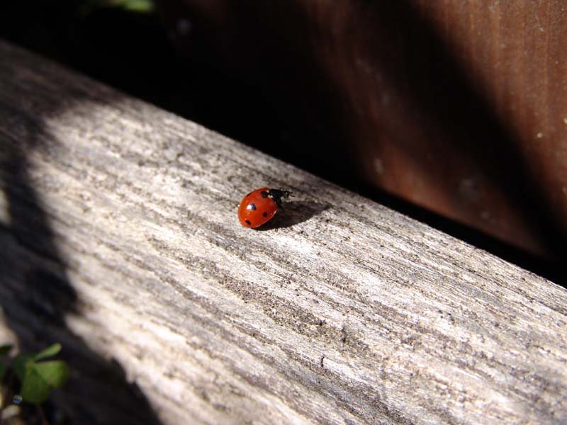 Coccinella