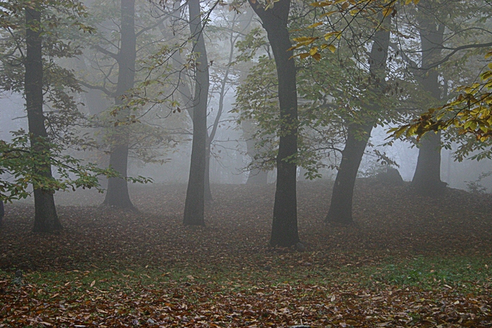 nebbia autunnale