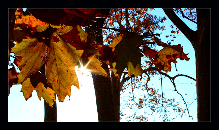 Il mio autunno 2
