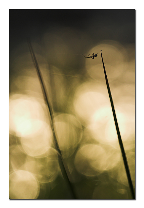 L'incertezza del funambolo