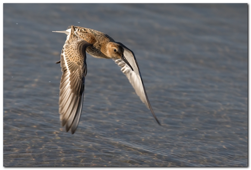 Piovanello Pancianera