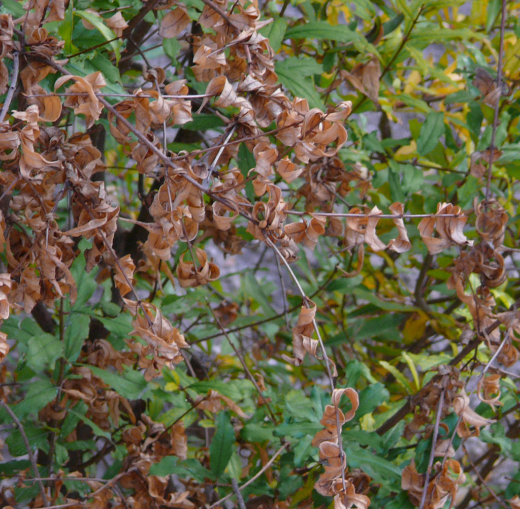 i colori dell'autunno