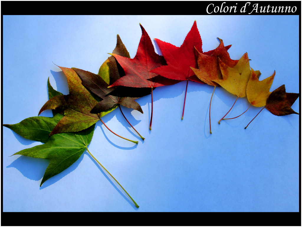 Colori d'autunno