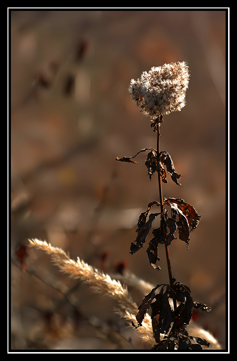 autunno,natura secca..