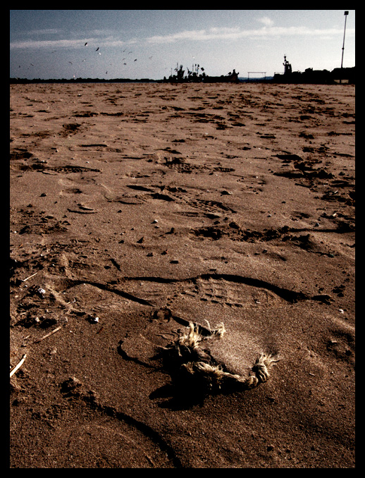 Se solo quei gabbiani sapessero cosa c'� qui sotto...