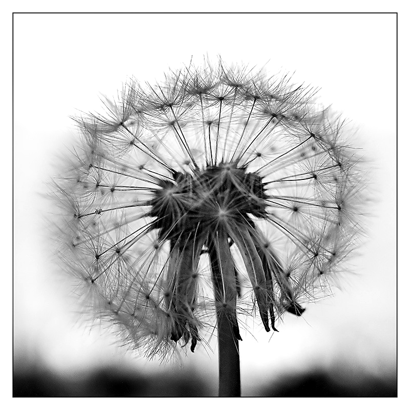 ::: ANCORA INTATTO :::