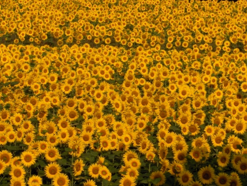 Campo di girasoli