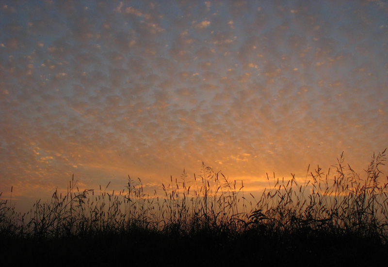 Pecorelle al tramonto